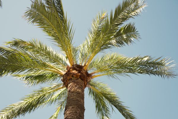 Palm Tree Pruning in Ogden