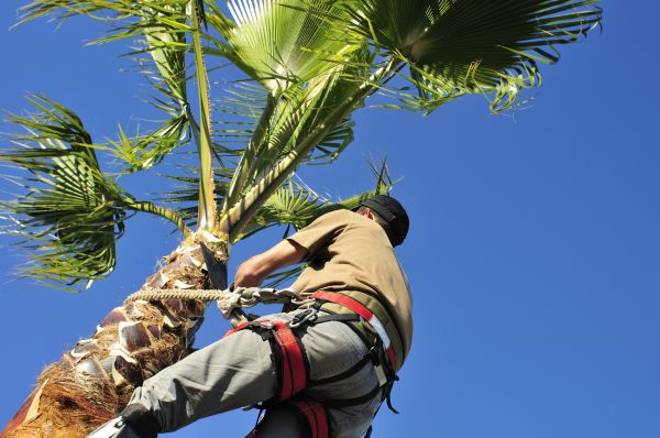 Palm Tree Trimming in Ogden