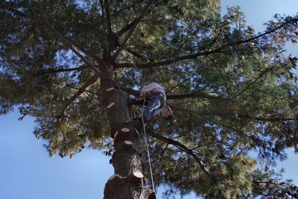 Trimming Service in Ogden