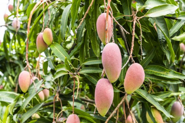 Mango Tree Trimming in Ogden
