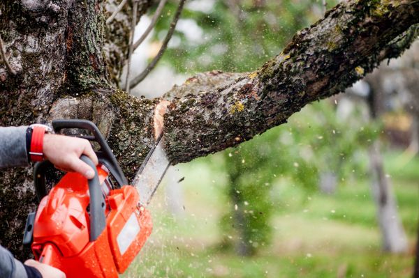 Tree Limbs Removal in Ogden