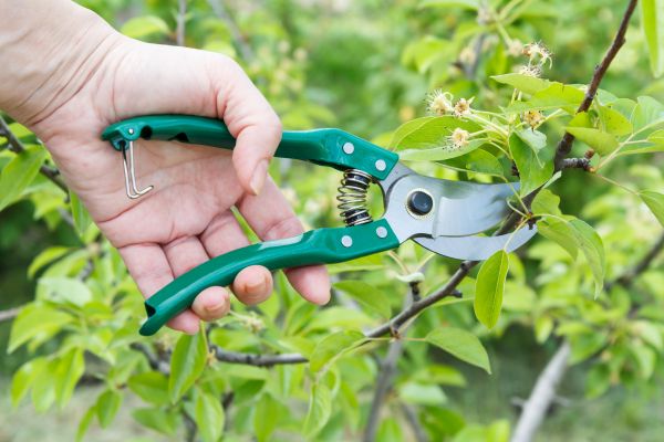 Pear Tree Pruning in Ogden
