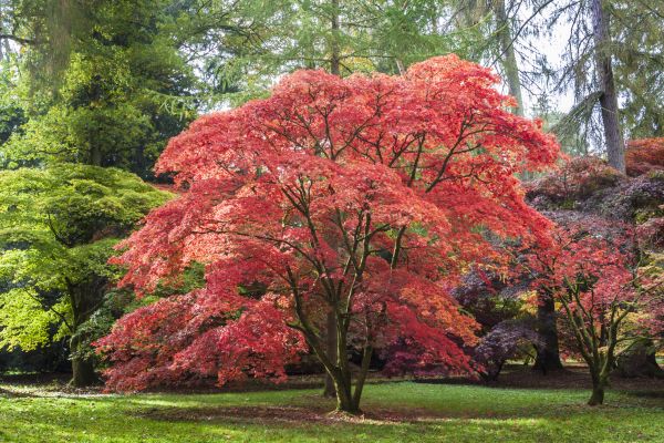 Japanese Maple Pruning in Ogden