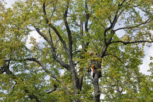 Tree Crown Shaping in Ogden