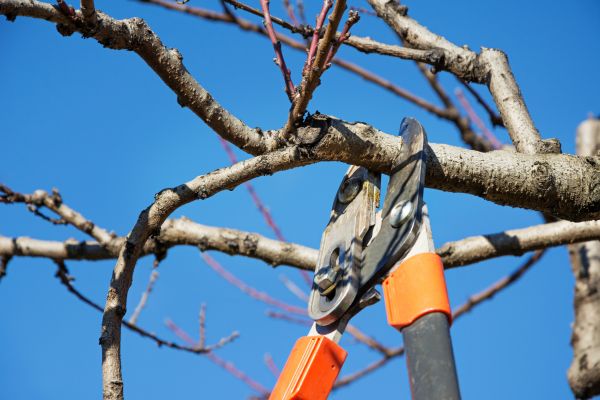 Peach Tree Trimming Service