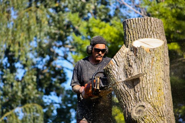 Ash Tree Pruning in Ogden