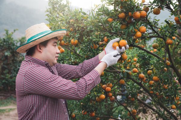 Orange Tree Pruning in Ogden