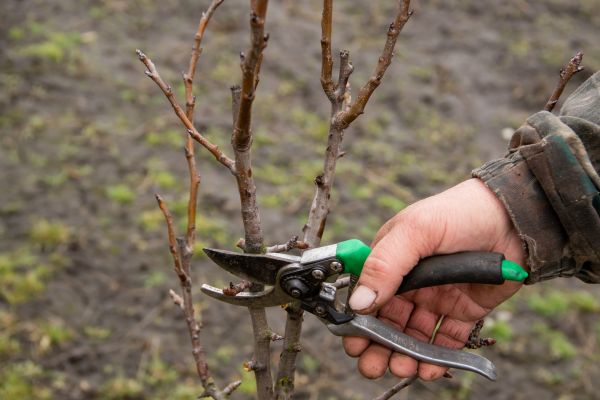 Pear Trees Pruning in Ogden