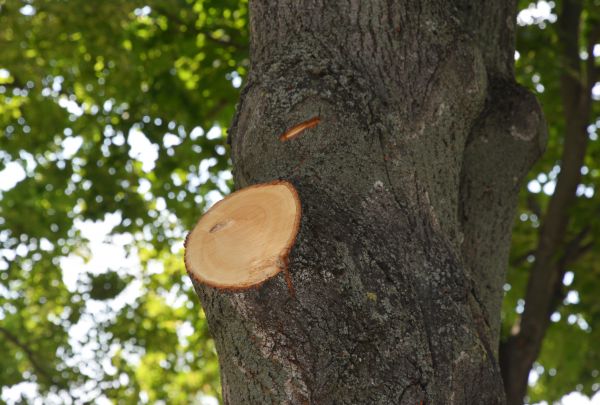 Limb Cutting in Ogden