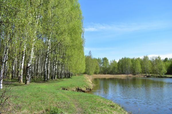 River Birch Pruning in Ogden