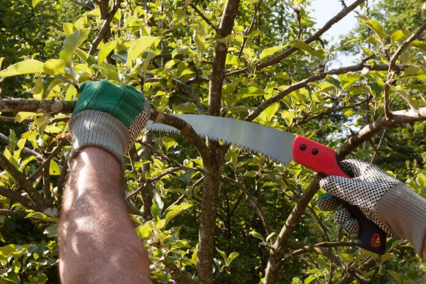 Apple Tree Trimming in Ogden