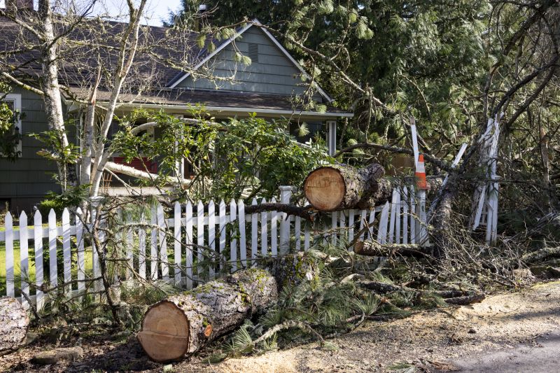Tree Debris Disposal