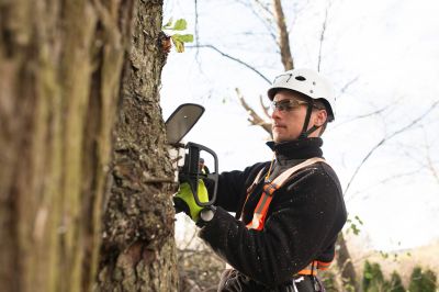 Seasonal Tree Care