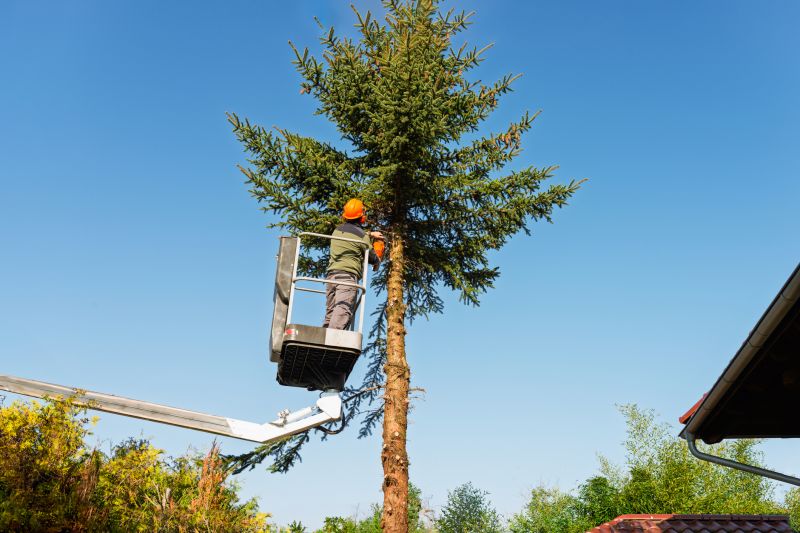 Tree Maintenance