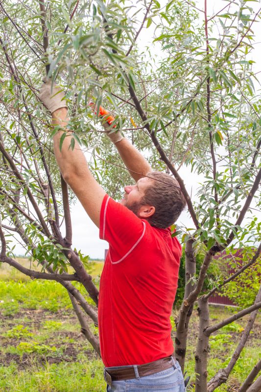 Tree with Proper Pruning
