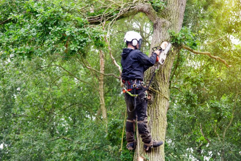 Certified Arborists at Work
