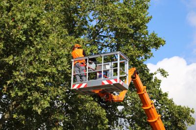 Local Tree Service Vehicles
