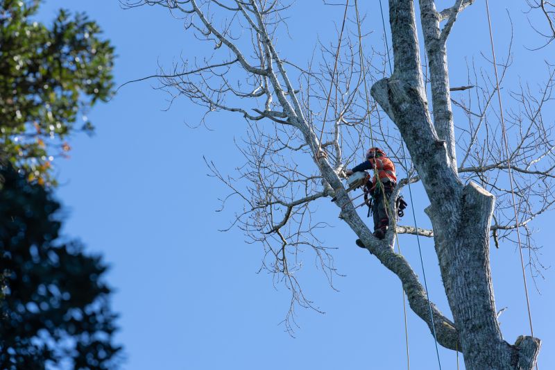 Full-Service Tree Maintenance